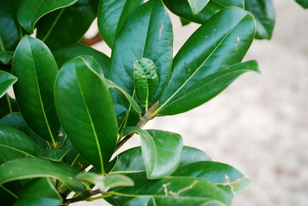 Magnolia grandiflora blossom