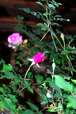 Archduke Charles in Bud