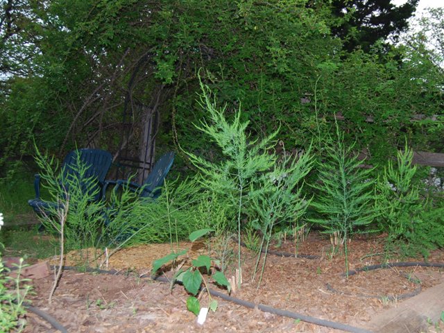 Asparagus Bed
