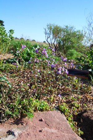 blog-bustani-flower.jpg