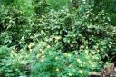 Columbine