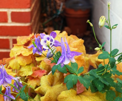 Columbines with Heuchera ‘Peach Flambe’
