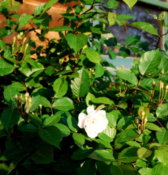‘Marie Pavie’