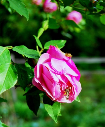 Flower Spider with Bee