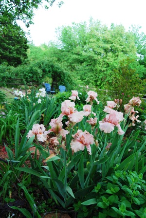 Ma’s Iris
