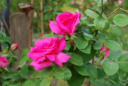 ‘Zepherine Droughin’ roses