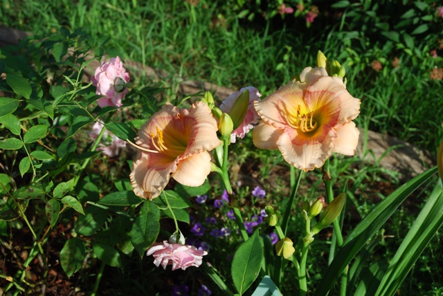 Daylily Dreams and Hosta Haven