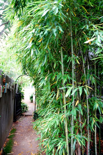 Saving Elizabeth Lawrence’s Garden
