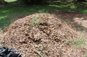 Leaf Mold