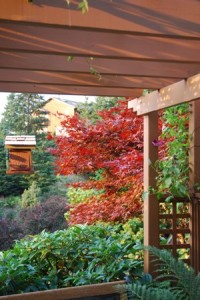 Japanese Maple on back porch