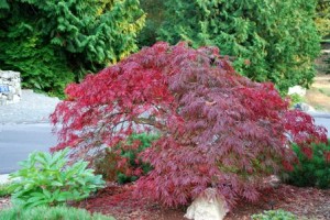 Japanese maple