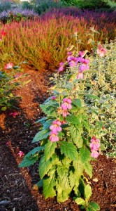 Rehmannia elata
