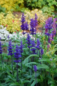 Salvia 'Victoria Blue'