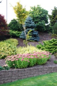 Sedum 'Autumn Joy'