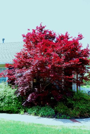japanese maple tree types. How about a Japanese maple