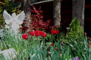 Front garden from last year