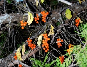 blog-bittersweet-vine American Bittersweet