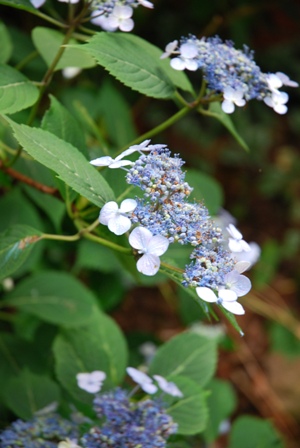 blue-willow-hydrangea 'Blue Willow' Hydrangea (Lacecap) in Lawrence's garden
