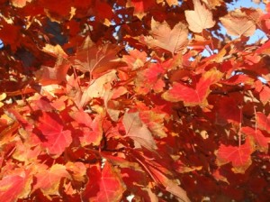 fiery-maple Fiery Maple leaves still cling to a tree in November