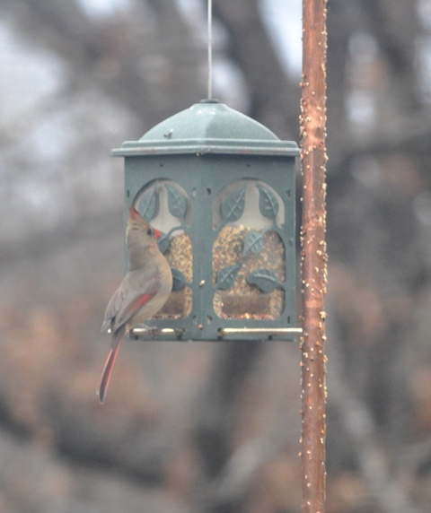 Lady Cardinal