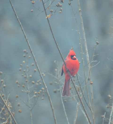 Cardinal poised in the top of my Crapemyrtle