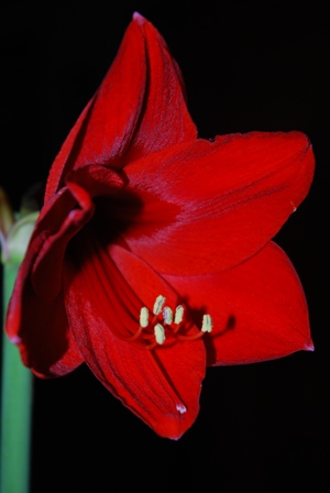 Amaryllis