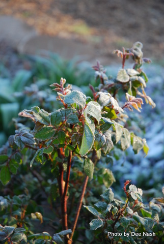 Roses not covered in sheets are now covered in frost
