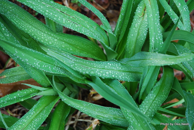 Droplets on daylily foliage