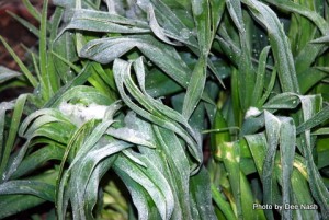 Frosted daylily foliage