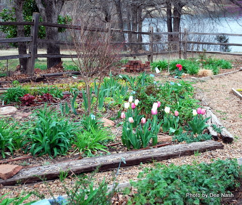 The left side of the backyard garden