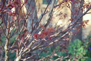 010 Closeup of Japanese maple foliage. Cultivar is supposed to be Rooster Tail, but I've never heard of it.