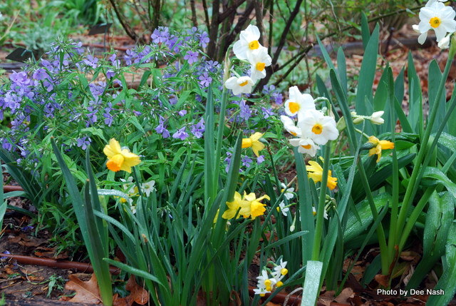 Daffodils and phlox just waiting for a vase
