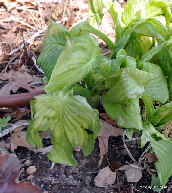 019 Hostas which look like wilted lettuce