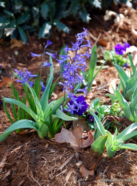 062 H. orientalis albulus, Roman Blue Hyacinth