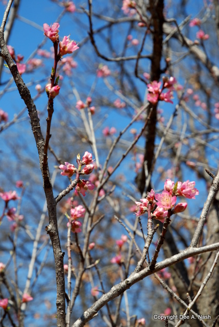 070 Peach trees in blossom