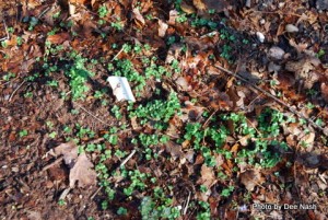 081 Turnip seedlings
