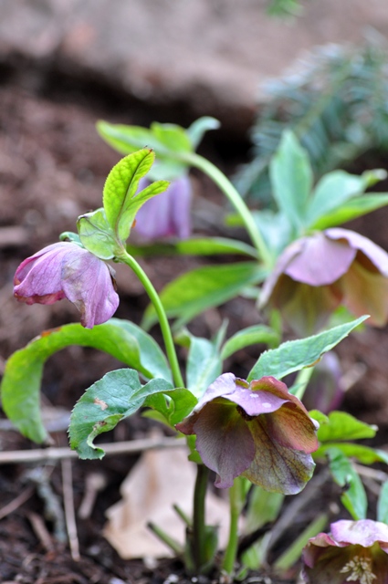 H. 'Blue Lady'