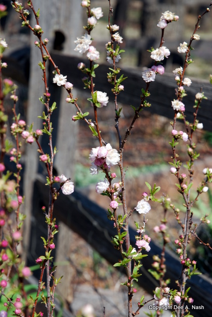 blog-double-almond Double flowering almond