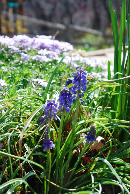 blog-grape-hyacinth Grape Hyacinth with lavender creeping phlox in the back ground