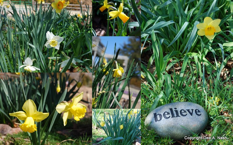 daffodils daffodils