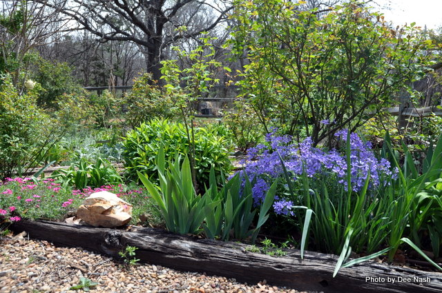 0201 The Phlox subulata and Phlox divaricata are still blooming although most of the daffodils are gone.