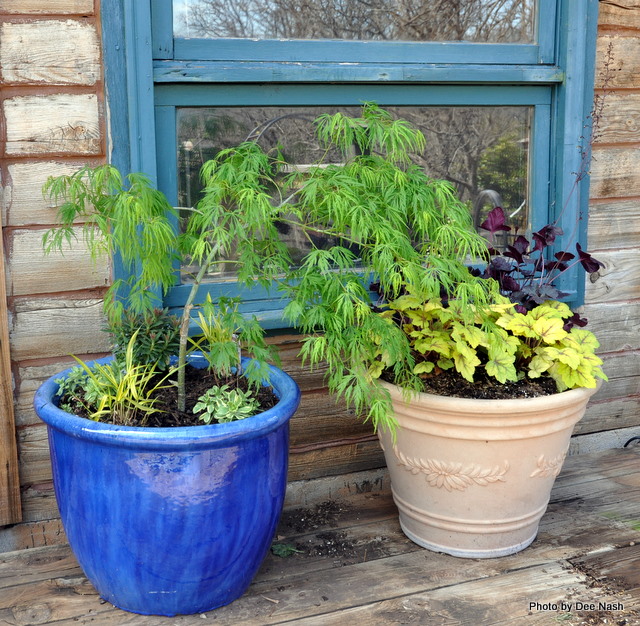026 If I'd had a larger container, I would have underplanted the Japanese maple with the Heucherella 'Stoplight' and Huechera 'Obsidian.' Next to it was the next best thing.
