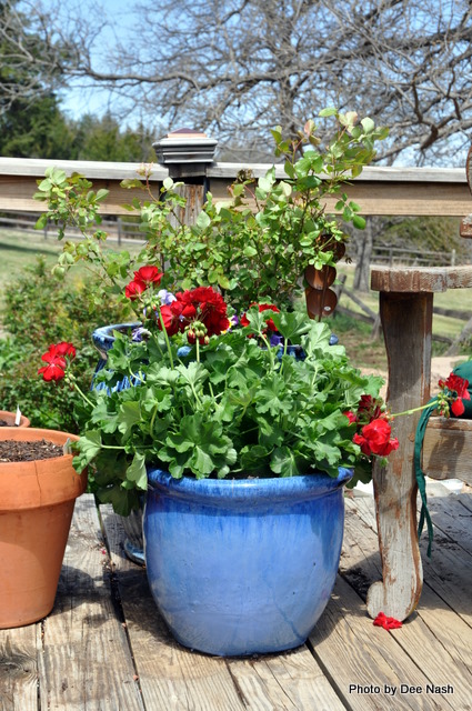 030 Red Pelargonium with 'Confetti' rose behind it