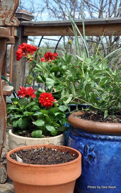 031 Red Pelargonium, bat-faced cuphea and the dwarf dahlia 'Dahlinova'; the empty pot in front has basil seeds in it.