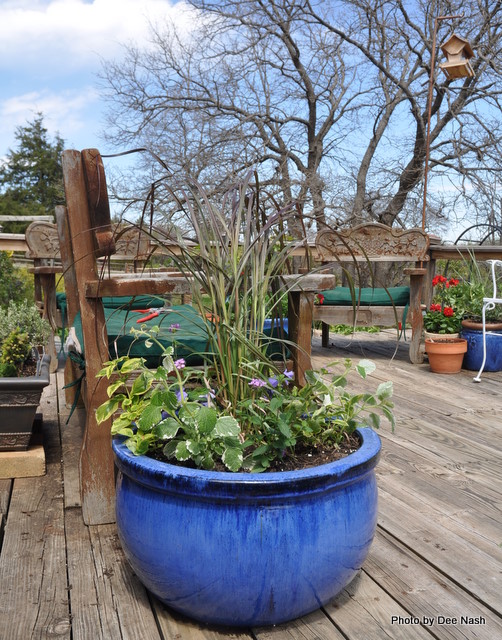 038 Purple fountain grass, some variegated Lantana and variegated Swedish ivy