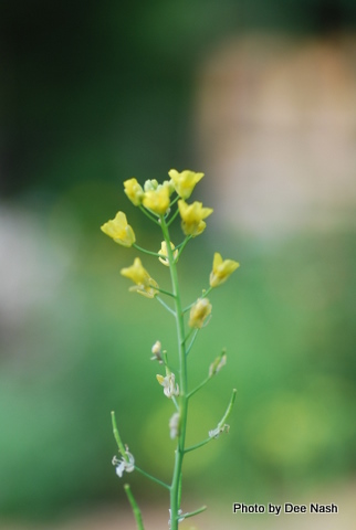 A bloom from the turnips or the mustard