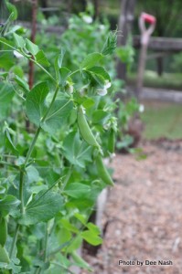 Sugar snap peas abound.