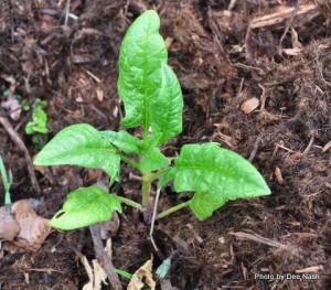 Elongated spinach leaves mean it is too hot and beginning to bolt
