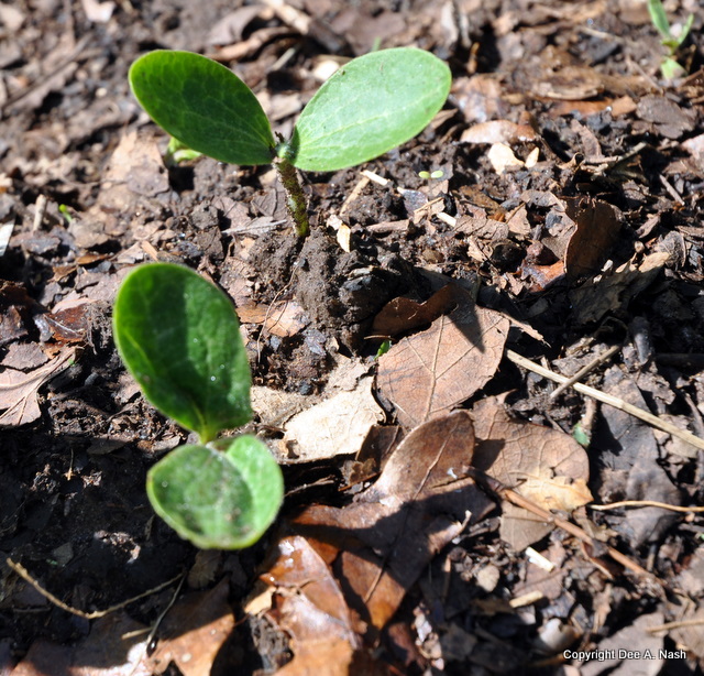 Squash seedlings