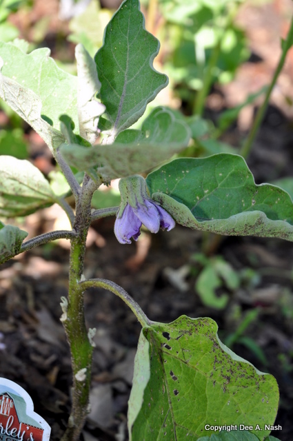 Even with slight flea beetle damage, this eggplant blossom still glows
